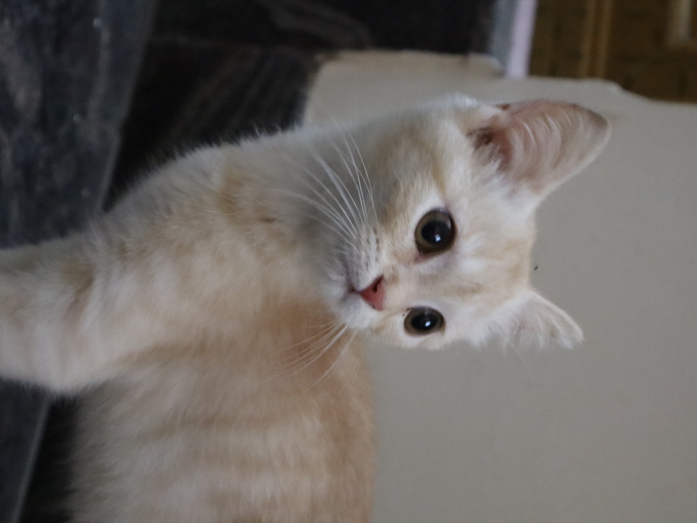A cream-colored cat looking alertly toward the camera