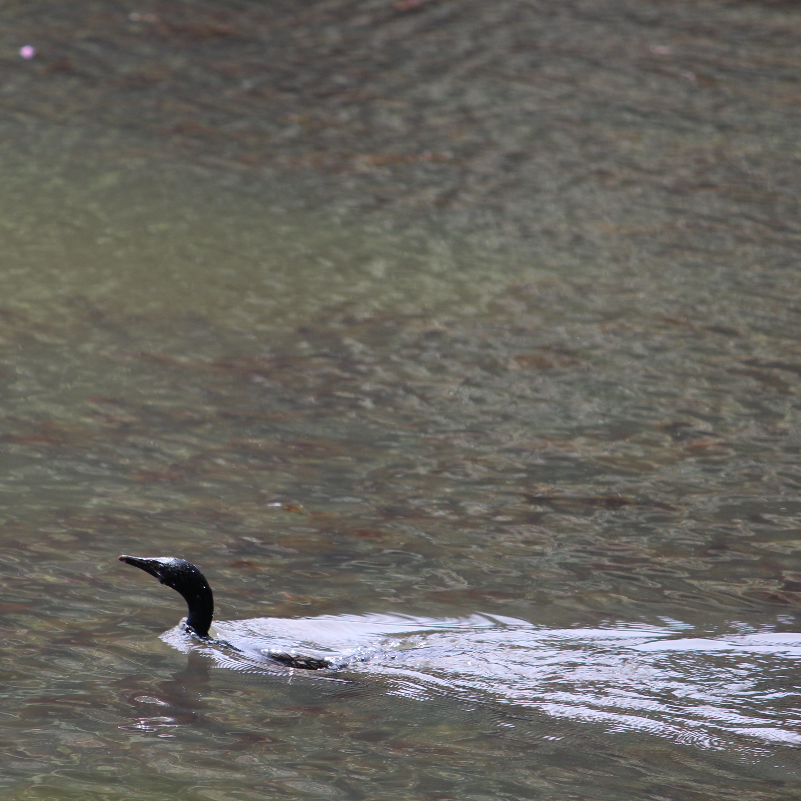 A water bird surfacing in a quiet pond