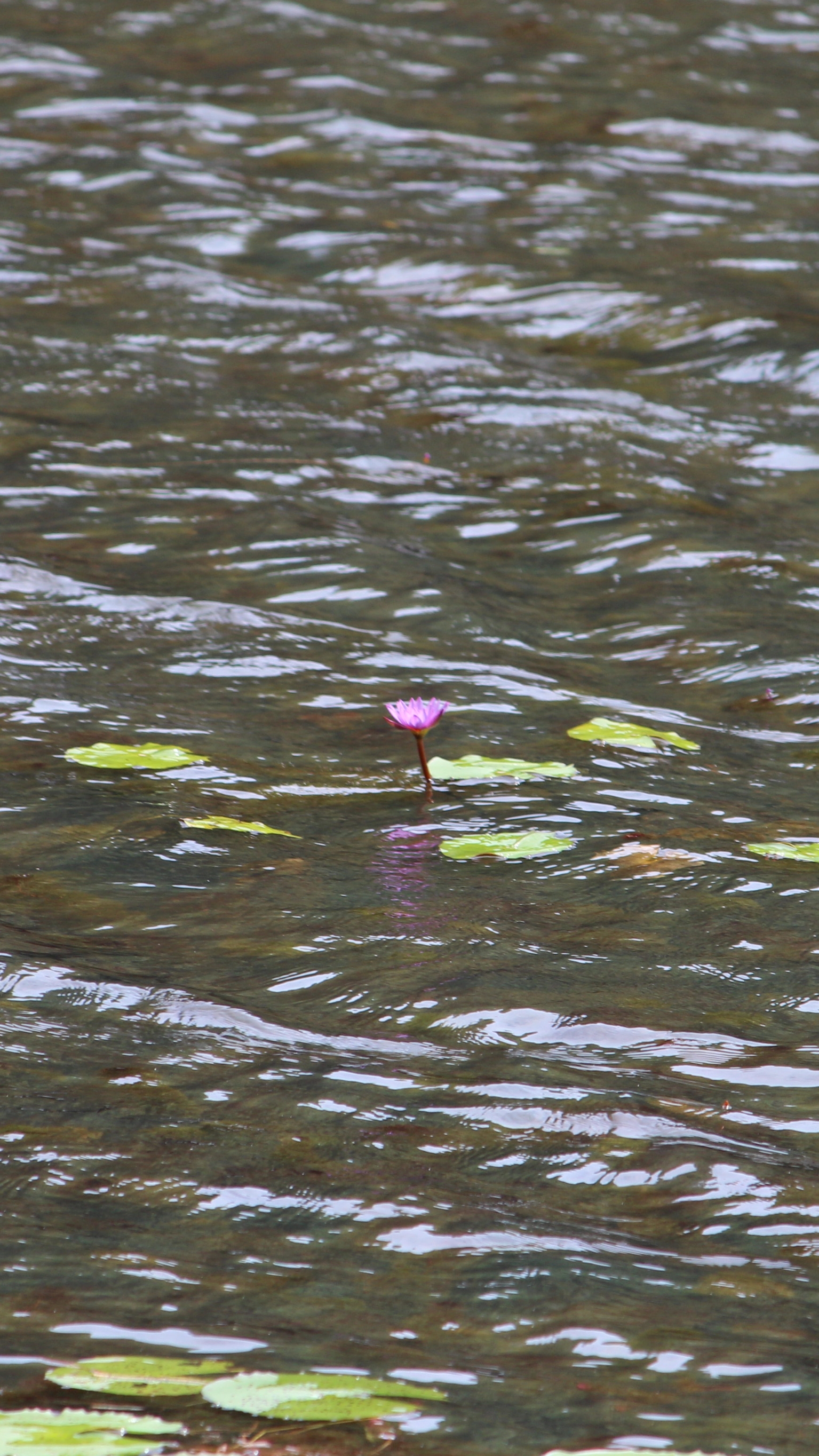 A lone pink lotus floating in rippling water