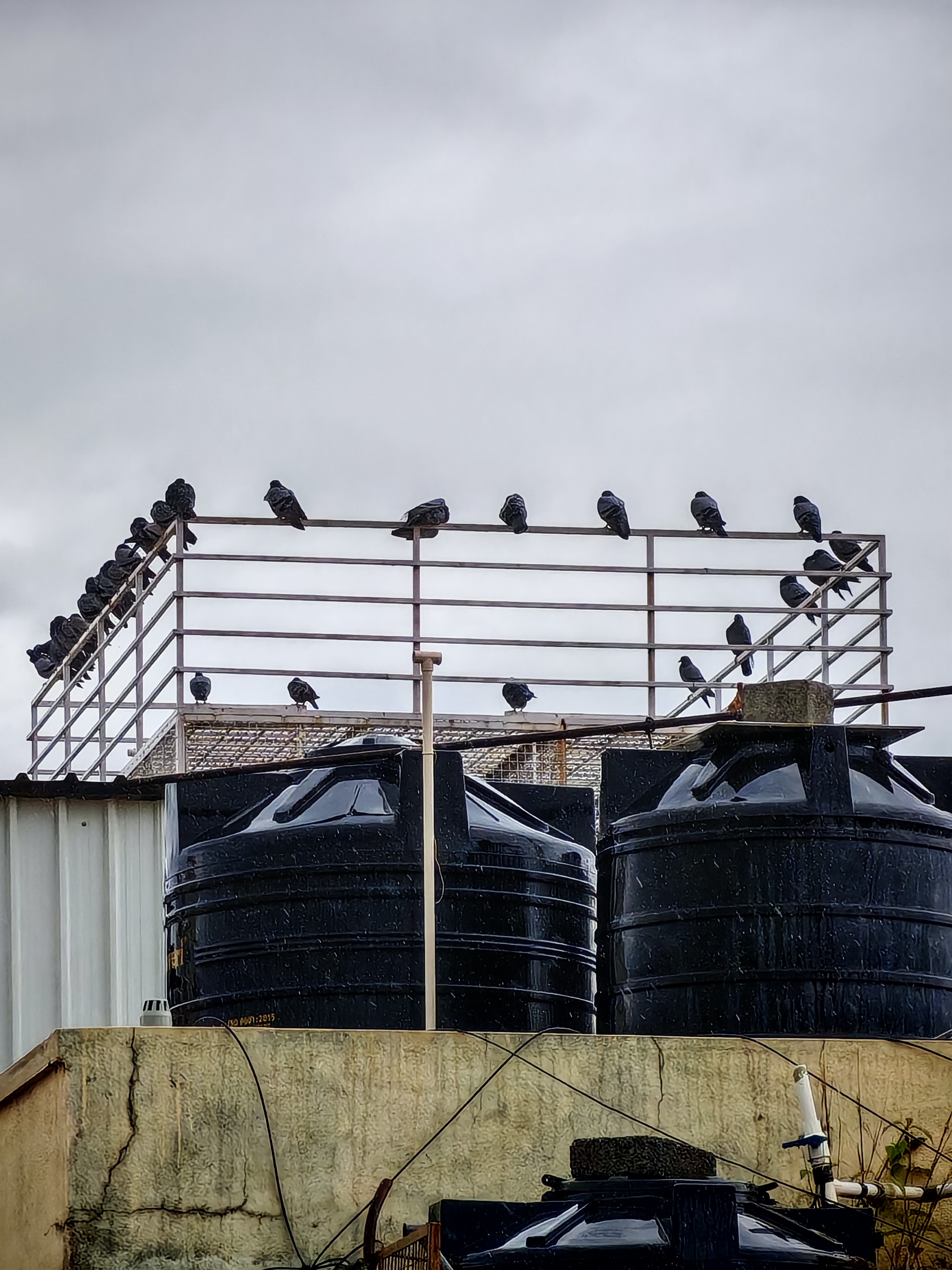 Pigeons perched along a rooftop railing